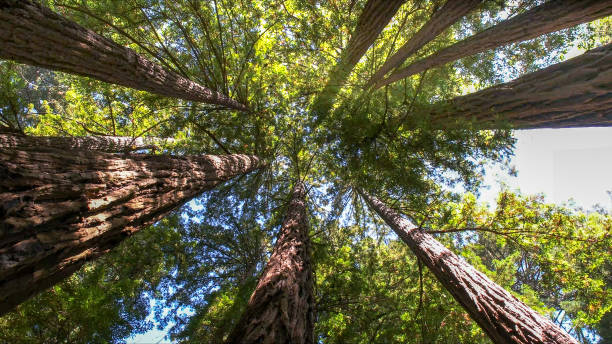 Best Tree and Shrub Care  in Twain Harte, CA