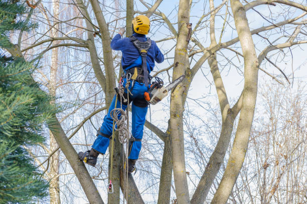 How Our Tree Care Process Works  in  Twain Harte, CA