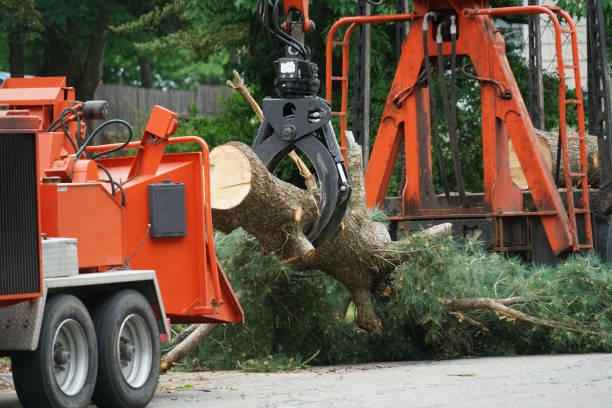 Best Tree Removal  in Twain Harte, CA
