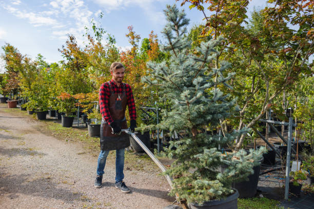 Best Tree Health Inspection  in Twain Harte, CA